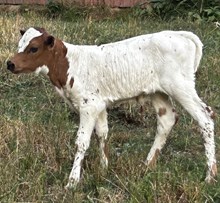 Snowblower x Delight Heifer