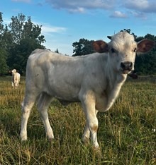 Snowblower Sunrise Heifer